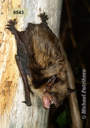 Big Brown Bat (Eptesicus fuscus)